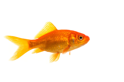Un solo pez dorado naranja visto desde el lado aislado sobre un fondo blanco photo