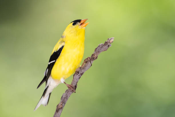 istock American Goldfinch Perched on a Slender Tree Branch 1287238880