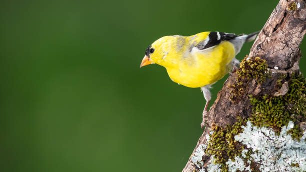 Amerikanischer Goldfink in einem Baum – Foto