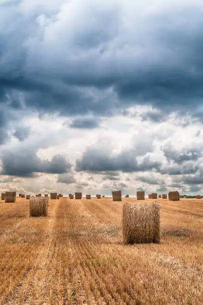 Hay bales on the land under a dark clouded sky