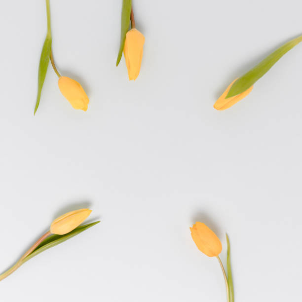 marco redondo hecho de flores de tulipán amarillo sobre un fondo pastel azul. - 11242 fotografías e imágenes de stock