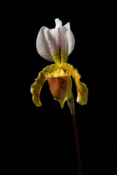 istock Single blooming venus slipper orchid flower on a black background seen from the front 1287240722