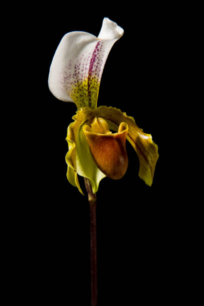 istock Single blooming venus slipper orchid flower on a black background seen from the side 1287240789