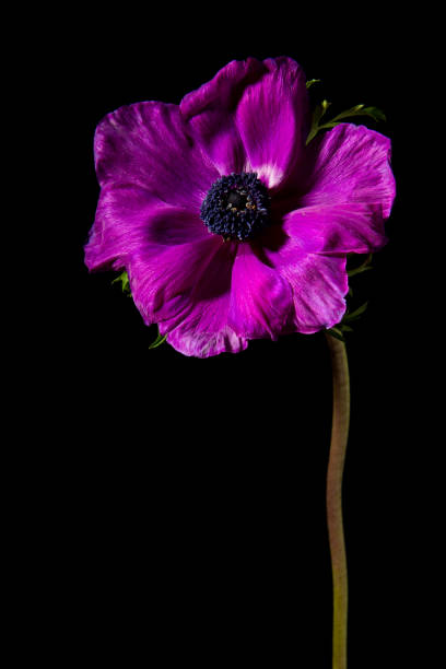 istock Pink anemone flower with stem on a black background 1287240796