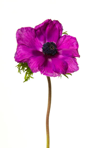 istock Pink anemone flower with stem isolated on a white background in a vertical image 1287241052