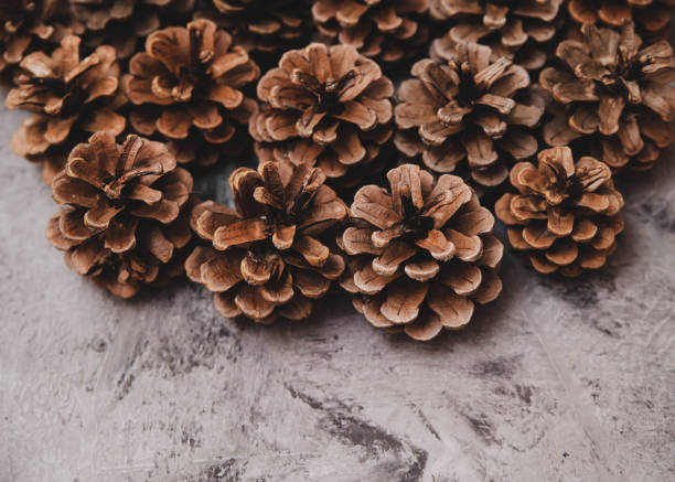 istock Texture of pine cones on stone background. 1287241077