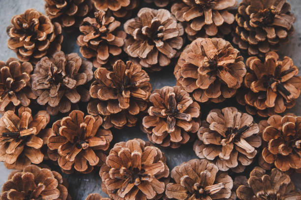 istock Texture of pine cones on stone background. 1287241091