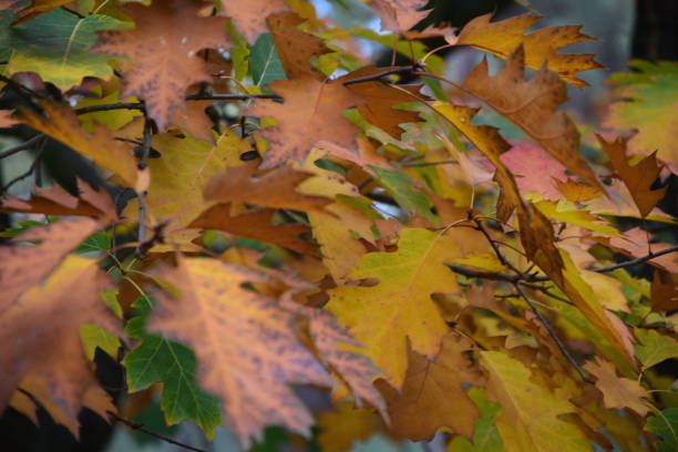 istock Colorful Autumn leaves on a tree 1287242309