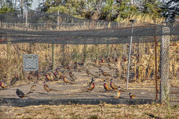 Ringneck Pheasant Farm in South Dakota