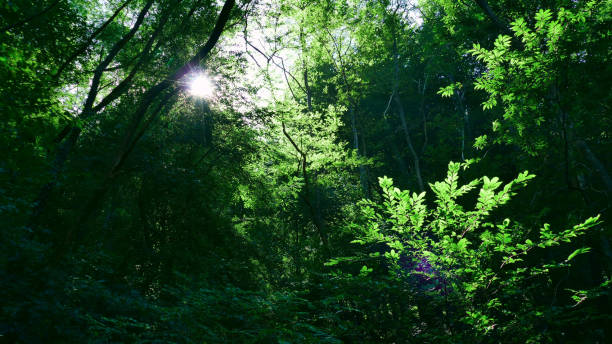 istock Reflections of the sun among the trees of the forest 1287242599