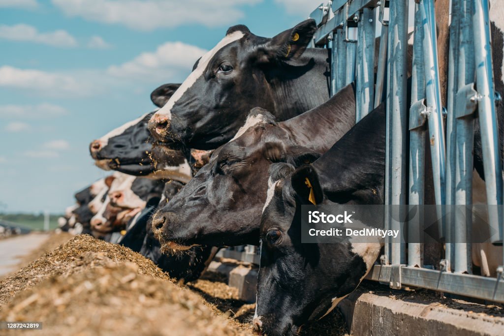 Gamar Sapi Perah Sapi Di Peternakan Sapi Perah Di Kandang Sapi Luar Ruangan Sapi ...