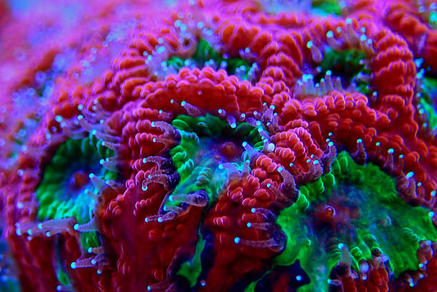 istock Macro shot on Favia LPS coral Polyps 1287243085