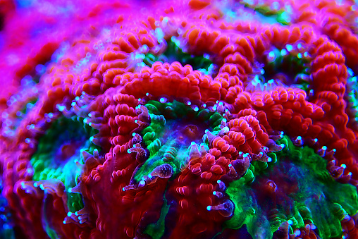 Macro shot on Favia LPS coral Polyps