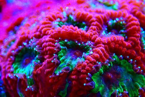tiro macro em pólipos de coral favia lps - nature macro reef animal - fotografias e filmes do acervo