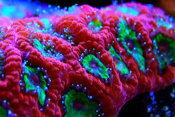 istock Macro shot on Favia LPS coral Polyps 1287243093