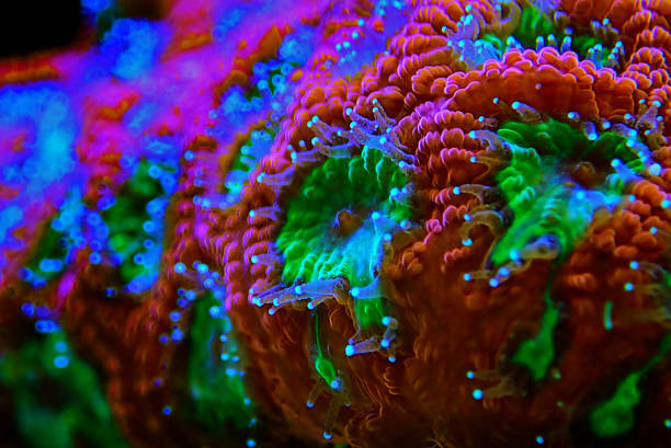 istock Macro shot on Favia LPS coral Polyps 1287243098