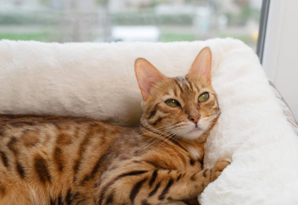 The spotted cat falls asleep in its bed.