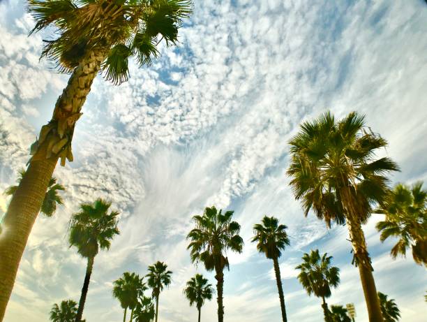 palm trees and cloudy skies - looking up pov oceanside beach, oceanside, ca - usa samuel howell stock pictures, royalty-free photos & images