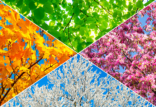 Collage of four tree pictures representing each season: spring, summer, autumn and winter.