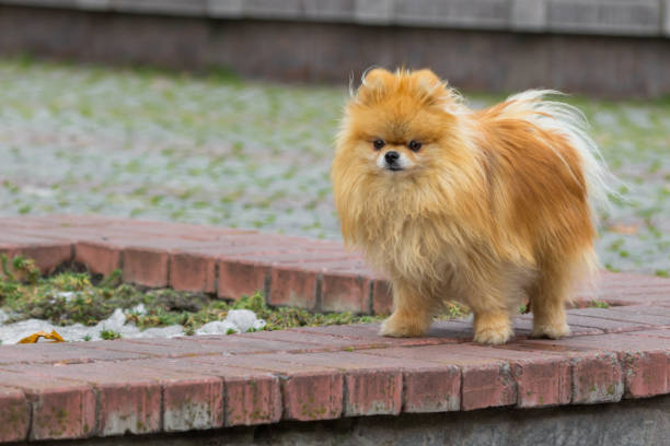 3,334 Mating Dog Activity Animal Stock Photos, Pictures & Royalty-Free Images - iStock 3,334 Mating Dog Activity Animal Stock Photos, Pictures & Royalty-Free Images - iStock