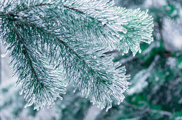 istock Pine branches covered with ice. Freezing rain. Close-up. 1287247768