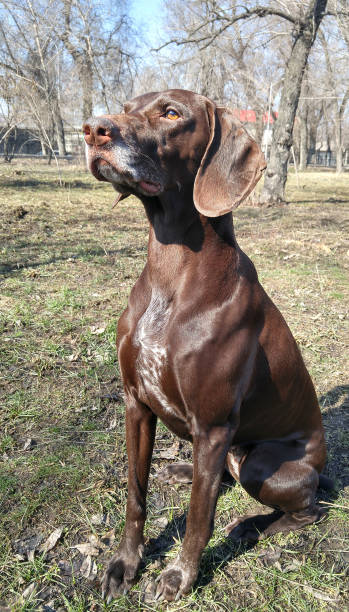istock German pointer sitting in the natural parkland 1287252331