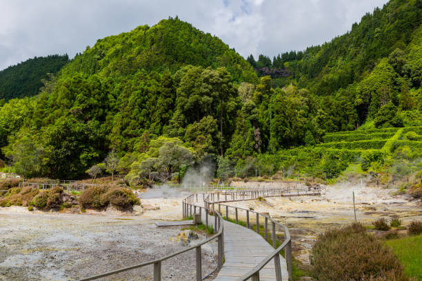 Furnas, Sao Miguel, Azores island Furnas: the steam from Hot springs and fumaroles at the edge of lagoa das Furnas, volcanic calderas at Furnas Lake fumarole photos stock pictures, royalty-free photos & images