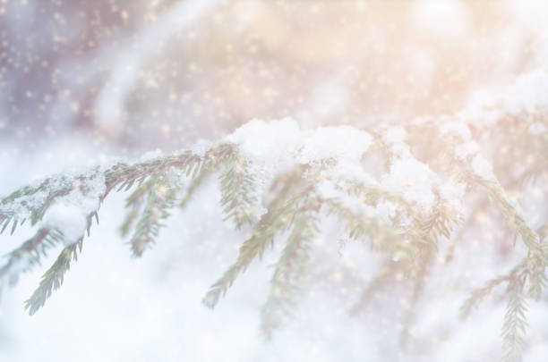 istock Christmas tree in the forest. New Year's background. 1287252587
