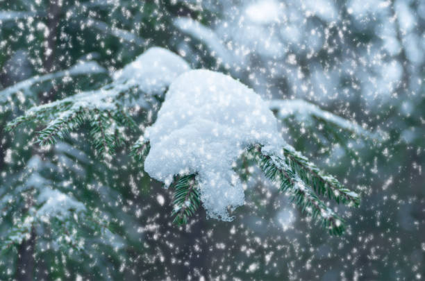 istock Christmas tree in the forest. New Year's background. 1287252608