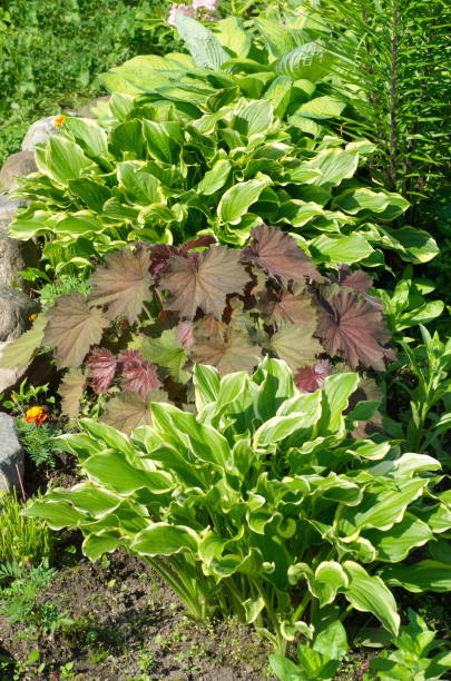 istock Decorative flower bed with the hosts and heuchera 1287252695