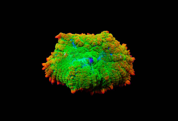 istock Rare Sun Stone Rhotactis mushroom coral polyp 1287252787