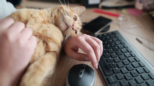 A person stroking a cat sitting by a desktop computer