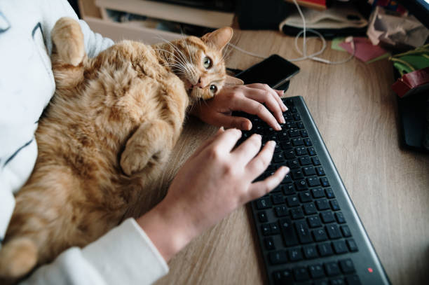 Using a desktop computer with a cat A person using a desktop computer with a cat lying computer mouse on table stock pictures, royalty-free photos & images