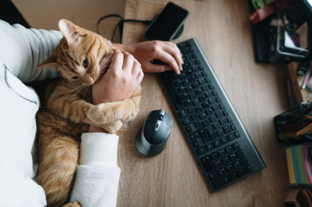 istock Playful cat and person by a computer 1287254651