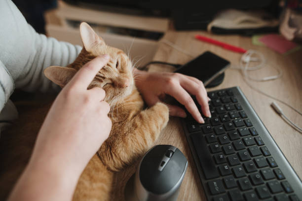 Cat Using Computer Mouse 160+ Cat With Computer Mouse And Keyboard Stock Photos, Pictures ...