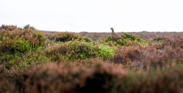 View of Red grouse at Stanage Edge in Peak district, an upland area in England, UK View of Red grouse at Stanage Edge in Peak district, an upland area in England at the southern end of the Pennines, UK grouse stock pictures, royalty-free photos & images