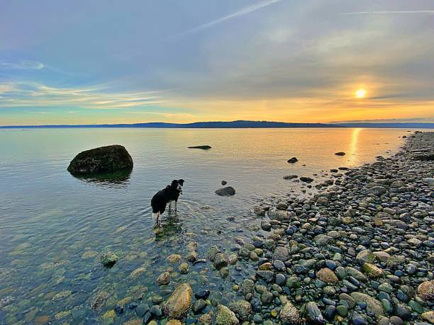 A Border Collie lingers in the water at Camano Island State Park in Washington state.