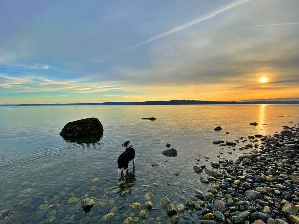 A Border Collie lingers in the water at Camano Island State Park in Washington state.