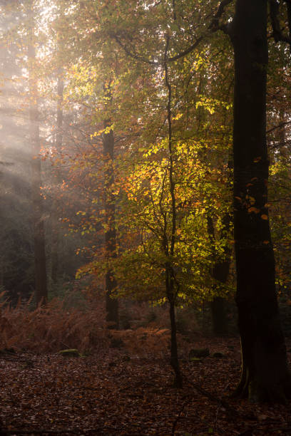 istock Beautiful Autumn Fall forest landscape image with vibrant colors and stunning morning light 1287257272