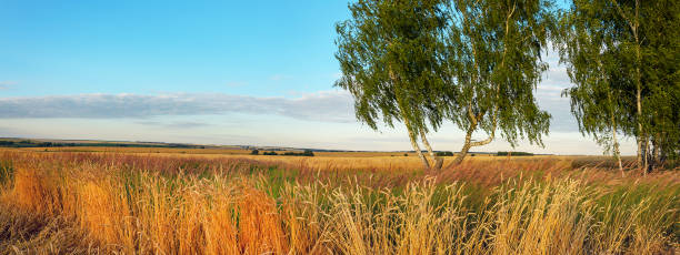 summer scenery
