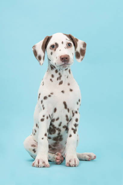 Cute sitting brown and white dalmatian puppy dog on a blue background facing the camera Cute sitting brown and white dalmatian puppy dog on a blue background facing the camera dalmatian stock pictures, royalty-free photos & images