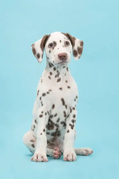Cute sitting brown and white dalmatian puppy dog on a blue background facing the camera