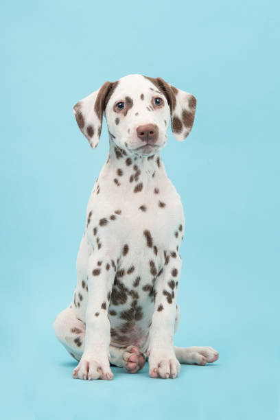 söt sittande brun och vit dalmatiner valp hund på en blå bakgrund mot kameran - dalmatiner bildbanksfoton och bilder