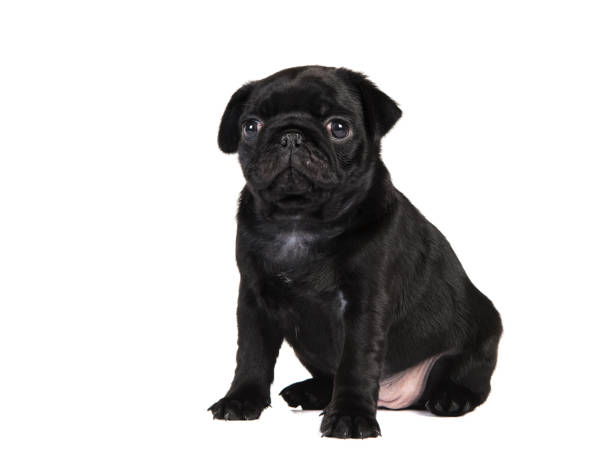 istock Cute 6 weeks old black pug puppy sitting isolated on a white background facing the camera 1287259956