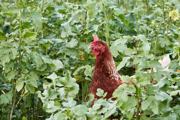 One brown free range chicken (Gallus gallus domesticus) hides in rapeseed field on an organic farm One brown free range chicken hiding in tall rapeseed field on an organic farm. Adult egg layer hen (Gallus gallus domesticus) gallus gallus domesticus stock pictures, royalty-free photos & images