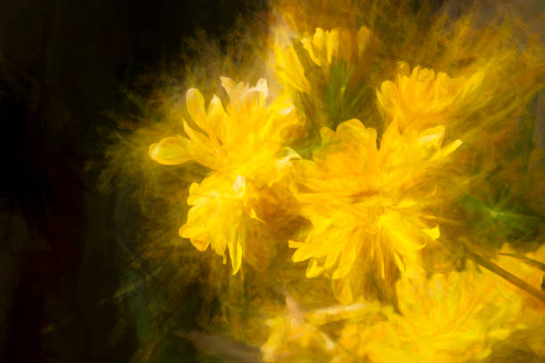 Kerria japonica post processed to give a painterly effect ideal for backgrounds.