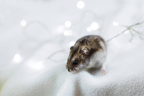 a little hamster with a christmas garland sits on a white blanket on a green background - 4739 imagens e fotografias de stock