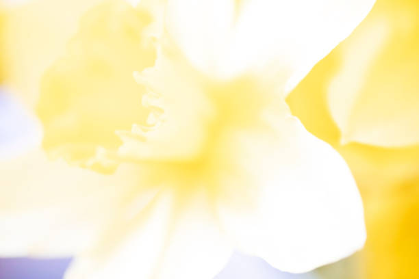 istock Extreme close-up of daffodil flower 1287260767