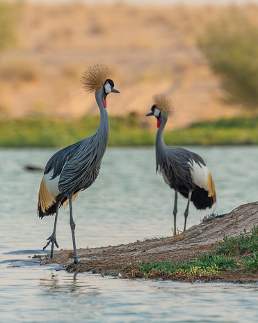 GREY crowned Crane at Al Qudra Lakes in the desert of United Arab Emirates
