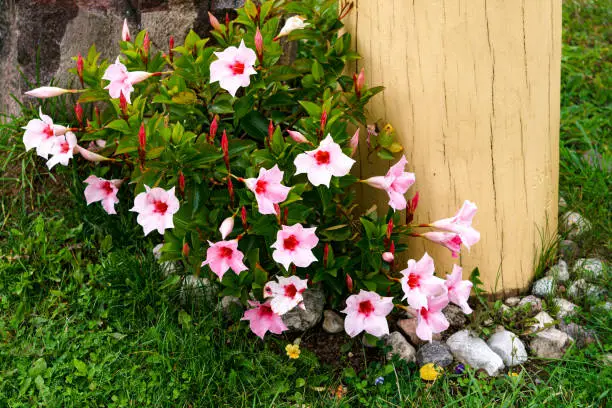 Photo of Mandeville bell, funnel-shaped flower outdoors in the garden in summer.